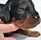 1_dsc_0012_14rde_blaurosa.jpg
