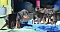 1_dsc_0077_11blaubunt_und.jpg