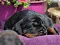 dsc_0005_27olive.jpg