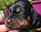 dsc_0017_15gelb.jpg