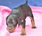 dsc_0027_15rosaschwarz.jpg