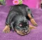 dsc_0030_24pink.jpg