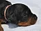 dsc_0038_8rosa_schwarz.jpg