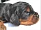 dsc_0045_9rde_lila.jpg