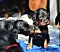 dsc_0100_7rosa_schwarz_und_gelb.jpg